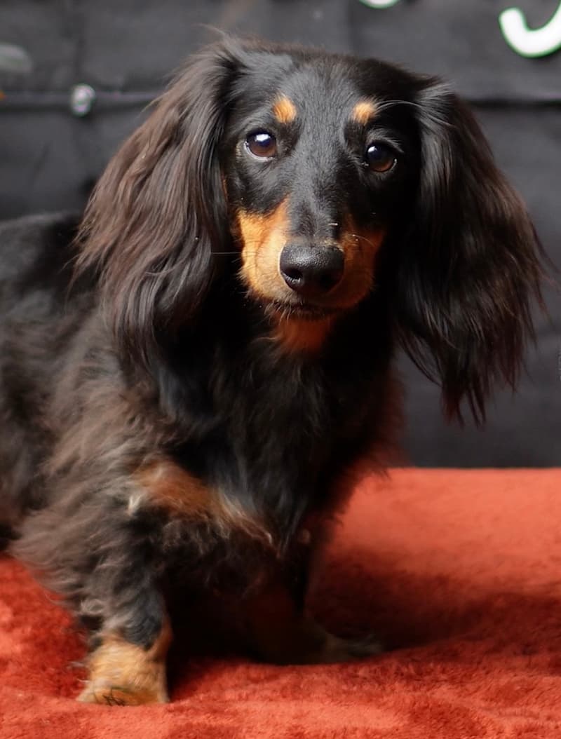 Penny the dachshund